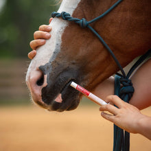Load image into Gallery viewer, Jeffers Ivermectin Horse Dewormer Gel, Apple Flavored
